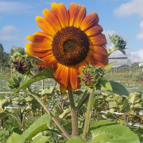 Semillas de girasoles multicolores - Variedad otoñal