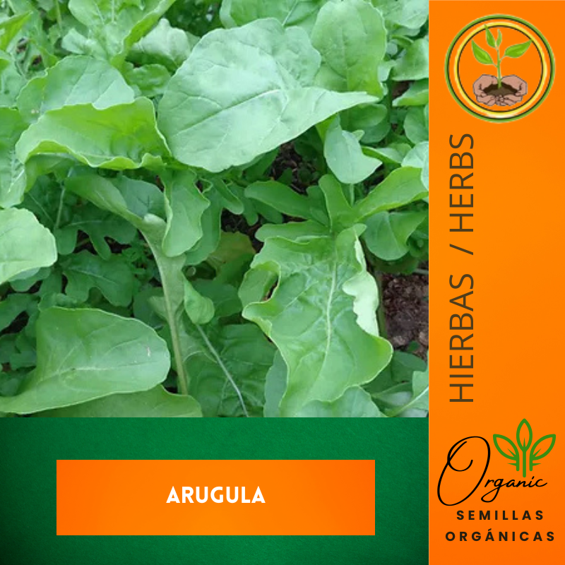 Arugula - Hoja de arugula - Cultivo de arugula - Ensaladas frescas - Sabor picante - Plantas de hoja verde - Jardinería en casa - Vegetales de rápido crecimiento