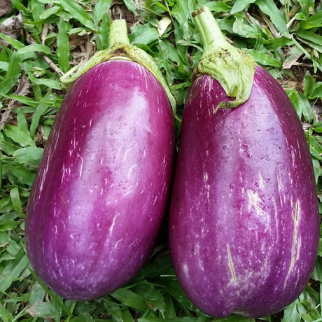 Semillas de berenjena puertorriqueña - Variedad tradicional de frutos grandes