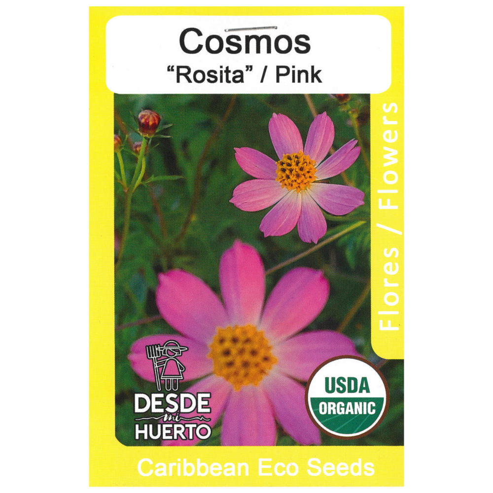 Cosmos Rosita Seeds (ph1)