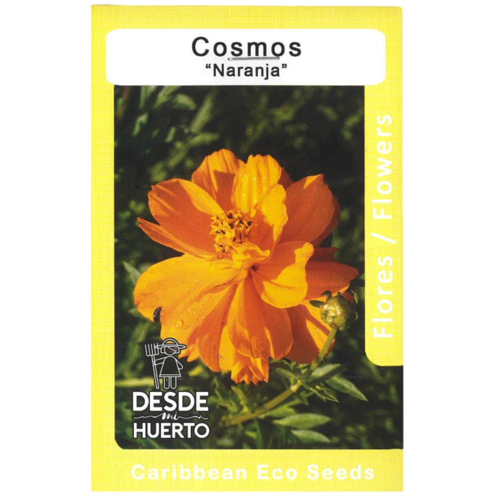 Semillas de Cosmos Naranja