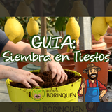 Semillas de recao, gandúl enano, ají dulce, cilantrillo, pimiento morrón y calabaza