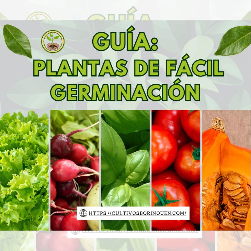 Kit de semillas orgánicas con guías digitales y charla online
