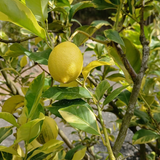 Injerto Limón Eureka Variegado