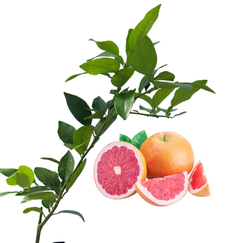 Injerto de toronja
 - Toronja rosada
 - Beneficios de la toronja
 - Vitamina C
 - Antioxidantes
 - Salud cardiovascular
 - Cultivo de toronja
 - Cuidados de plantas
 - Frutas saludables
 - Huerto casero
