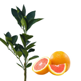 Injerto de China Nebo
 - Fruta dulce
 - Beneficios de la fruta
 - Vitamina C
 - Antioxidantes
 - Salud digestiva
 - Cultivo de frutas
 - Cuidados de plantas
 - Frutas frescas
 - Huerto casero
