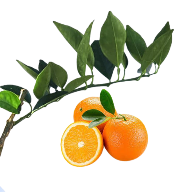 Injerto de China Valencia
- Naranjas dulces
 - Beneficios de la naranja
 - Vitamina C
 - Antioxidantes
 - Salud digestiva
 - Cultivo de naranjas
 - Cuidados de plantas
 - Frutas frescas
 - Huerto casero
