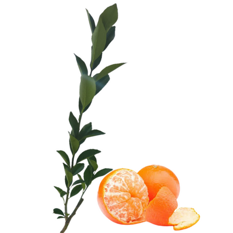 Injerto de China Mandarina Dancy
 - Mandarinas dulces
 - Beneficios de la mandarina
 - Vitamina C
 - Antioxidantes
 - Salud digestiva
 - Cultivo de mandarinas
 - Cuidados de plantas
 - Frutas frescas
 - Huerto casero