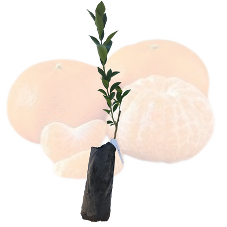 Injerto China Mandarina Encore
 - Cultivar mandarinas
 - Árbol frutal fácil cuidado
 - Mandarinas dulces
 - Cultivos Borinquen
 - Frutas frescas
 - Jardinería en casa
 - Injertos de frutas
