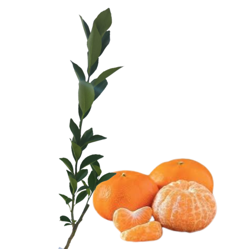 Injerto China Mandarina Ocasia
 - Cultivar mandarinas
 - Árbol frutal fácil cuidado
 - Mandarinas dulces
 - Cultivos Borinquen
 - Frutas frescas
 - Jardinería en casa
 - Injertos de frutas