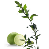 Injerto Limón Meyer
 - Limón dulce
 - Cultivar limones
 - Limonada casera
 - Cultivos Borinquen
 - Frutas frescas
 - Jardinería en casa
 - Injertos de frutas