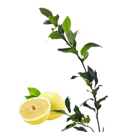 Injerto Limón Criollo
 - Limón dulce
 - Cultivar limones en casa
 - Limón de casa
 - Propiedades del limón
 - Cultivos Borinquen
 - Frutas frescas
 - Jardinería tropical