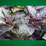 Semilla de albahaca morada - Albahaca "Dark Opal" - Cultivo de albahaca - Plantas aromáticas - Jardinería en casa - Salsas caseras - Albahaca para cocina