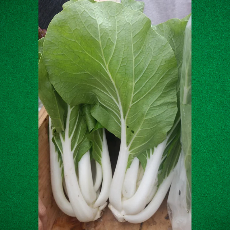 Semillas de Bok Choy - Cultivar Bok Choy -  Vegetales saludables - Jardinería en casa - Huertos urbanos - Recetas con Bok Choy - Semillas orgánicas