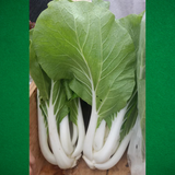 Semillas de Bok Choy - Cultivar Bok Choy -  Vegetales saludables - Jardinería en casa - Huertos urbanos - Recetas con Bok Choy - Semillas orgánicas