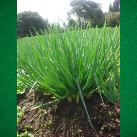 Semillas de cebollín - Cebollín "Evergreen Hardy" - Cultivar cebollín - Jardinería en casa - Huertos urbanos - Recetas con cebollín
 - Semillas orgánicas