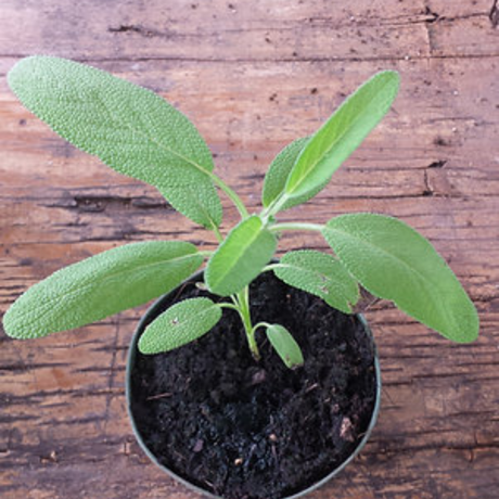 Planta de Salvia en maceta mostrando sus hojas aromáticas