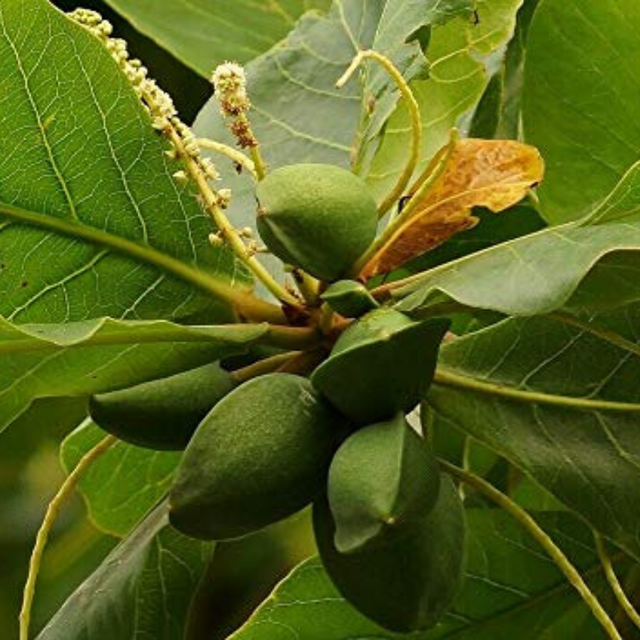 Árbol de almendra - Prunus dulcis - Cultivo de almendras - Beneficios de las almendras - Plantar árbol de almendra - Jardinería sostenible - Frutos nutritivos