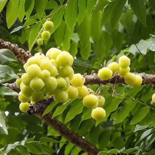 Árbol de grosella - Cultivo de grosellas - Beneficios de las grosellas - Plantar árbol de grosella - Jardinería sostenible - Frutos nutritivos