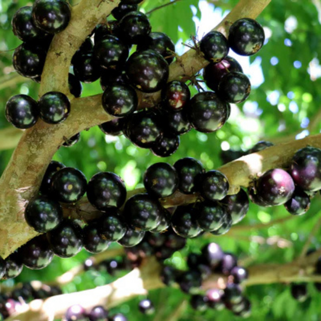 Árbol de jaboticaba -  - Plinia caulifloraCultivo de jaboticaba - Frutos exóticos - Plantar árbol de jaboticaba - Jardinería tropical - Bayas dulces