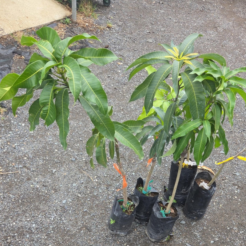 Injerto Mango