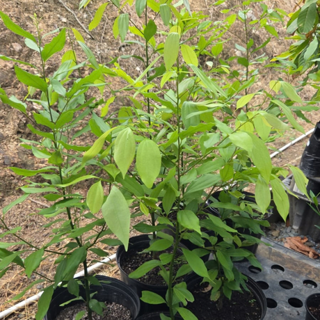 Planta de canela para cultivo tropical