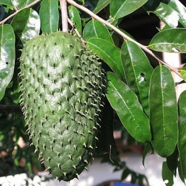 Árbol de guanábana - Annona muricata - Cultivo de guanábana - Frutos tropicales - Plantar guanábana - Jardinería tropical - Frutas exóticas
