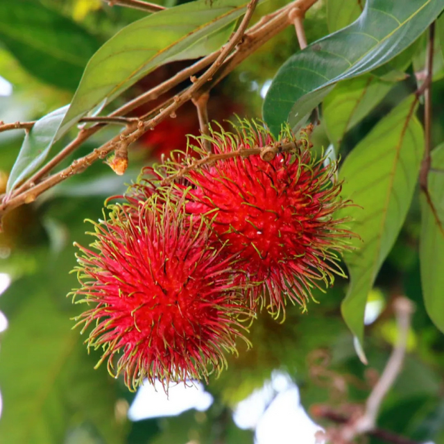 Árbol de Rambután - Nephelium lappaceum - Cultivo de Rambután - Frutos tropicales - Jardinería tropical - Plantar Rambután - Frutas exóticas