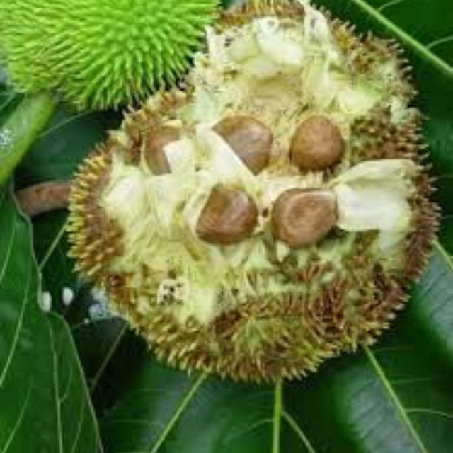 Árbol de pana de pepita - Artocarpus camansi - Cultivo de pana de pepita -  Frutos tropicales - Jardinería tropical - Plantar pana de pepita - Frutas exóticas