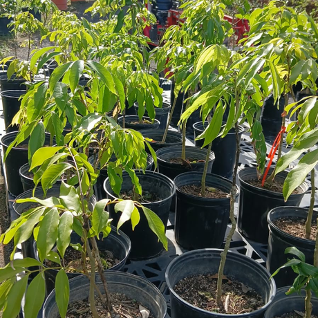 Árbol frutal tropical de lychee en tiestos