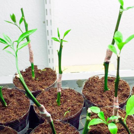 Limón Criollo por Esqueje