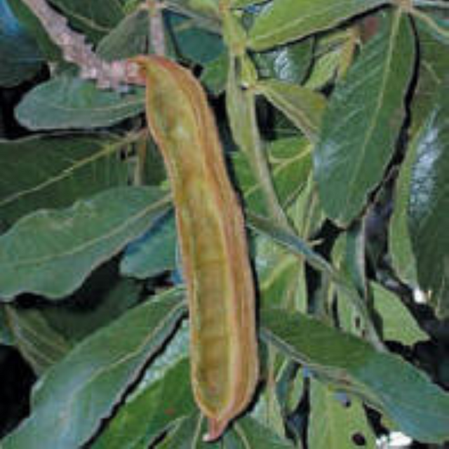 árbol de guama machete - Inga edulis - árbol tropical - sombra para jardines - frutos comestibles - reforestación - plantas ornamentales - cultivo sostenible - mejorar el suelo . fauna silvestre