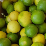 Limón Criollo por Esqueje