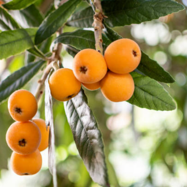 Árboles frutales - Plantas ornamentales - Jardinería - Cultivos sostenibles - Loquat -	Eriobotrya japonica