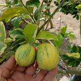 Injerto Limón Eureka Variegado