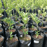 Kumquat injertado árbol frutal cítrico disponible en Cultivos Borinquen