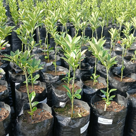 Kumquat injertado árbol frutal cítrico disponible en Cultivos Borinquen