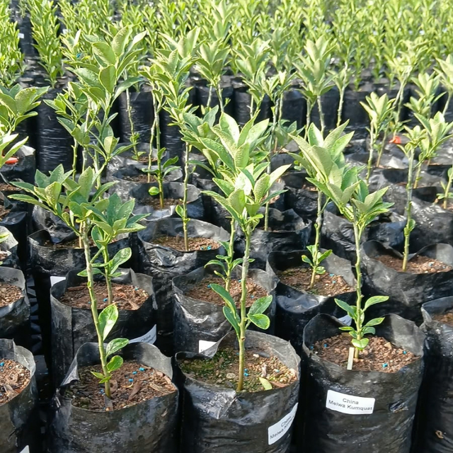Kumquat injertado árbol frutal cítrico disponible en Cultivos Borinquen