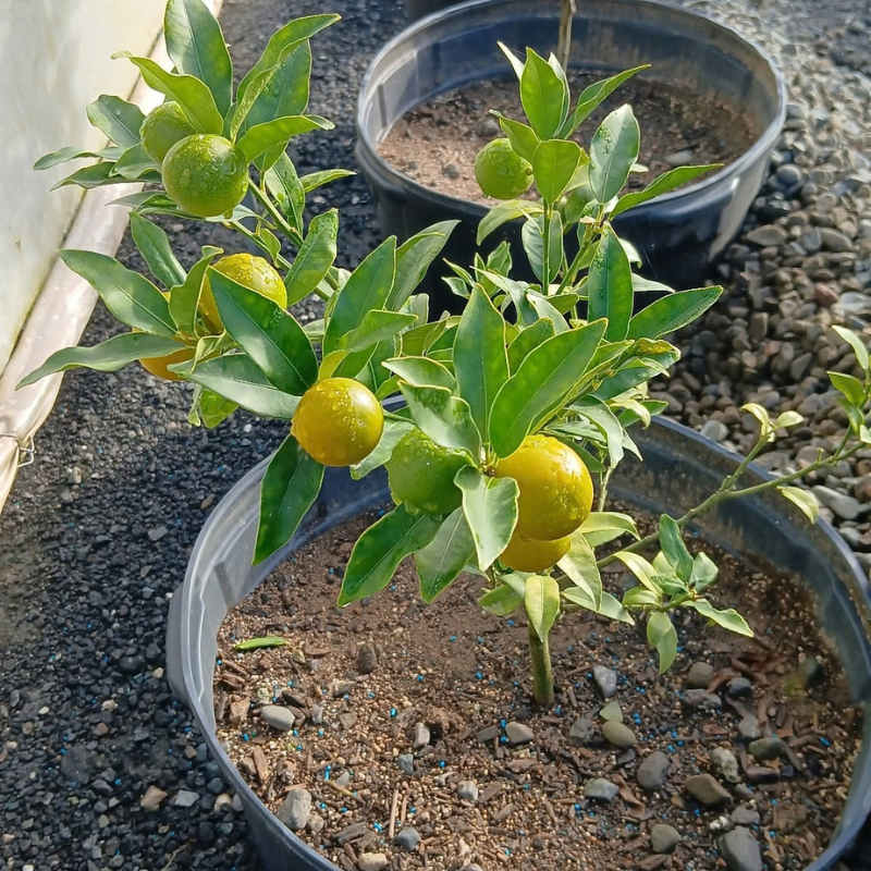 Frutos de Kumquat maduros de color naranja en árbol cítrico