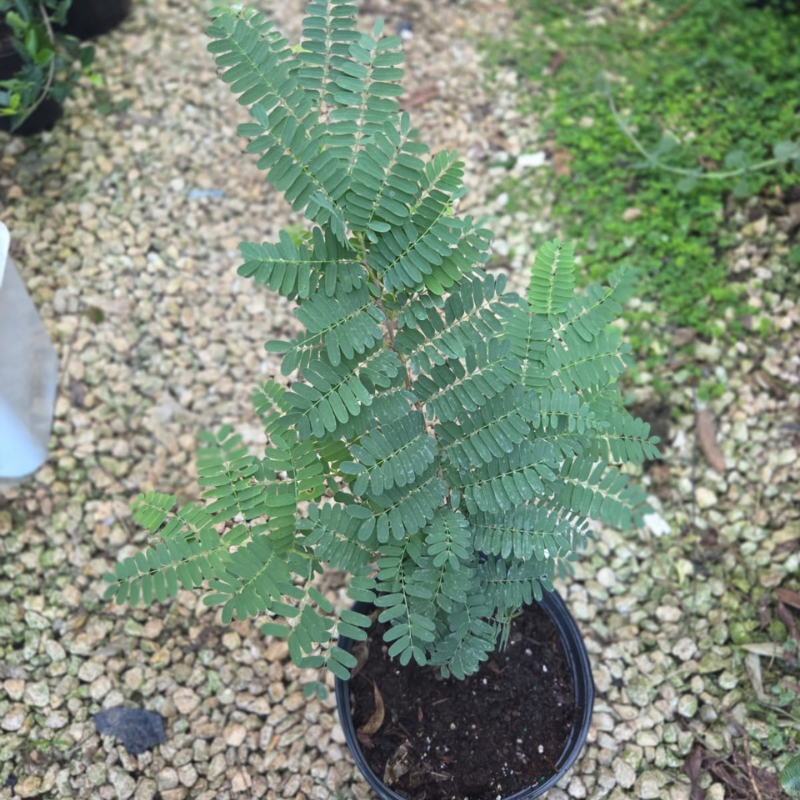 Árbol de Grosella