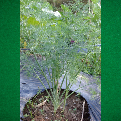 Hierba anual mediterránea - Plantas culinarias - Cultivo de hierbas - Jardinería fácil - Hierbas aromáticas - Semillas de hierbas - Cocina mediterránea