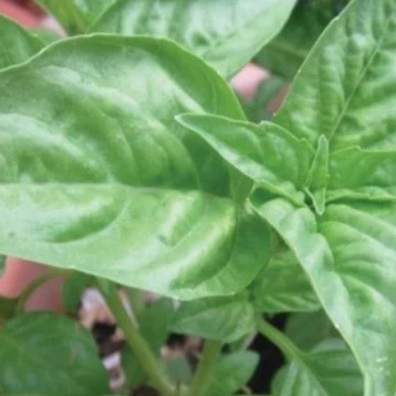 Semillas de albahaca genovesa - Ideal para pesto y condimentos