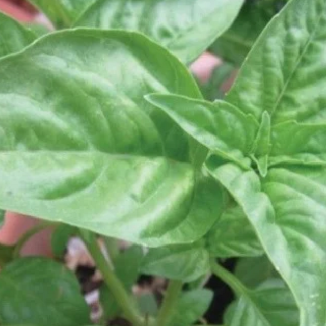 Semillas de albahaca genovesa - Ideal para pesto y condimentos
