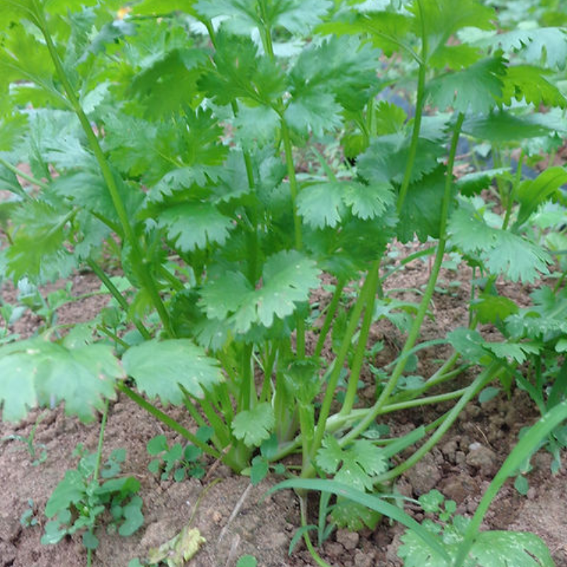 Semillas de Cilantro