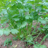 Semillas de Cilantro