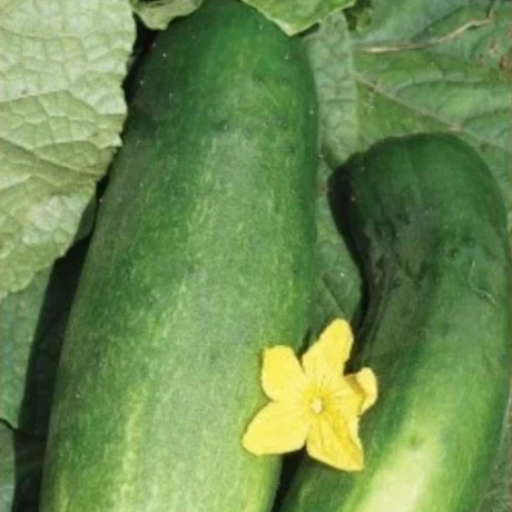 Semillas de Pepinillo Gurabo para sembrar