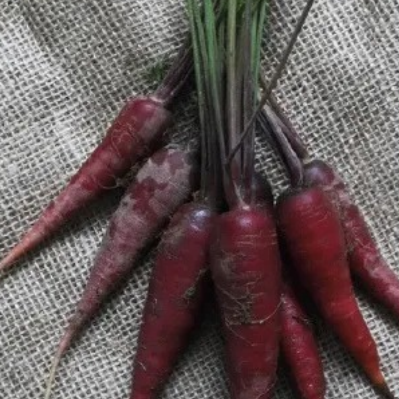 Semillas de Zanahoria Cosmic Purple