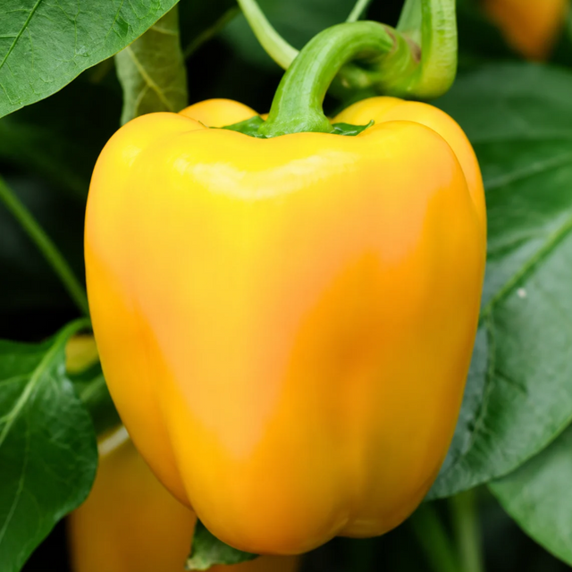 Semillas de Pimiento Morrón Amarillo para sembrar