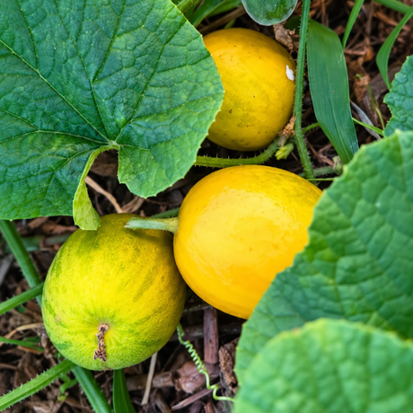 Semillas de Pepinillo Limón para sembrar
