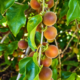 Semillas de Ketembilla Ceylon Gooseberry para sembrar